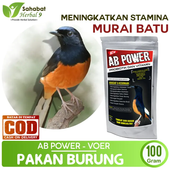 Pakan Burung Murai Batu Vitamin Dan Probiotik Burung Murai Batu Pakan Burung Voer Kacer Dan Murai Lazada Indonesia