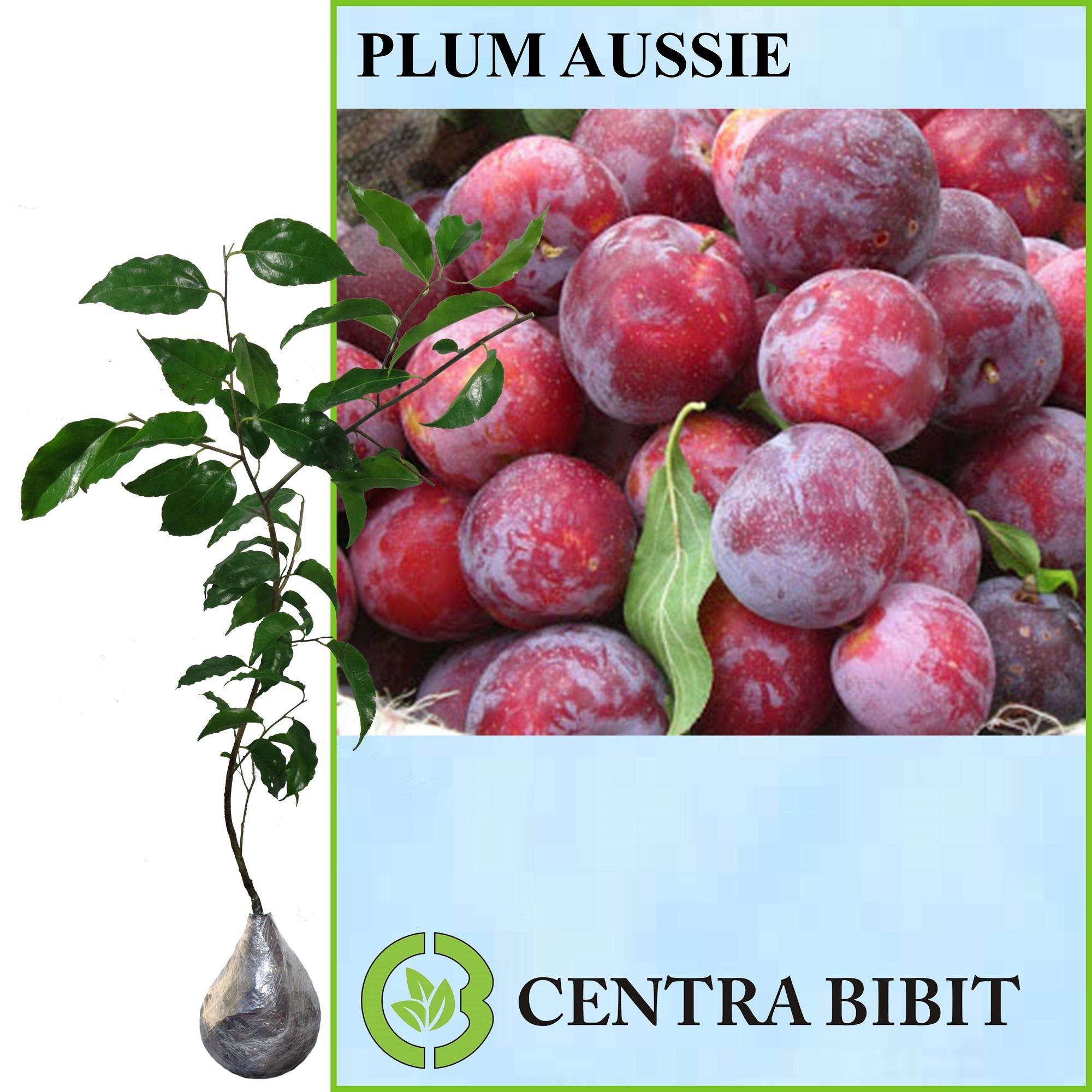 Tanaman Plum Aussie