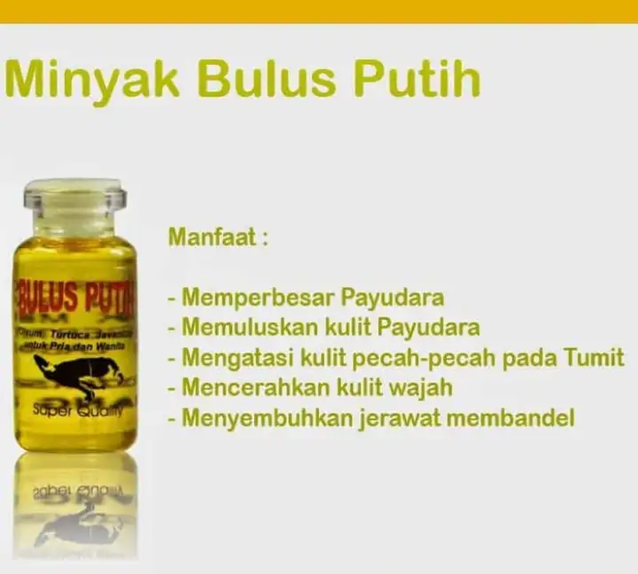 Minyak Bulus Asli Utk Pria Dan Wanita Bulus Putih Super Quality Lazada Indonesia