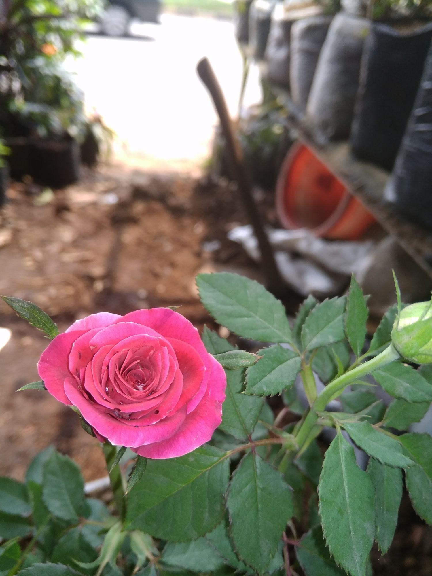Tanaman Bunga Mawar Merah Bunga Mawar Tanaman Bunga Hidup Lazada Indonesia