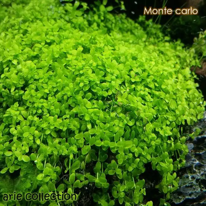 Monte Carlo Per Cup Tanaman Air Untuk Aquascape Aquarium Lazada