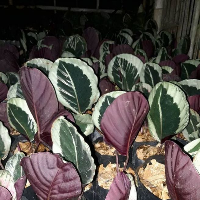 Bunga Calathea Sintia Galeri Tanaman Hias
