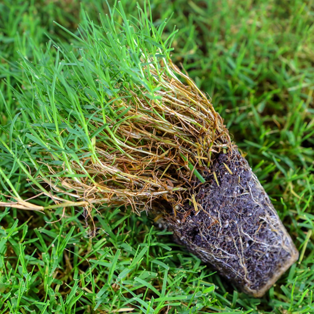 Benih Rumput Jepang Bermuda Grass Seed Standar Golf Import F1 Scotts