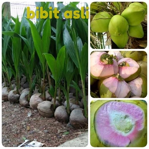 Paket 5 bibit kelapa wulung / merah supur unggul