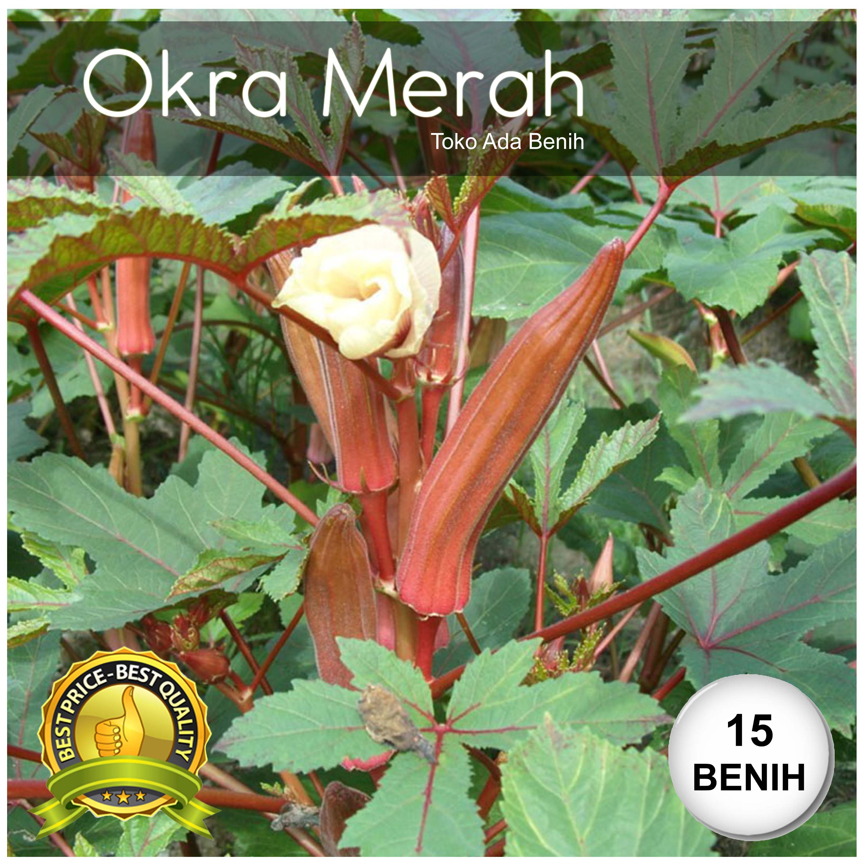 Benih / Biji Okra Merah - 15 Biji | Lazada Indonesia