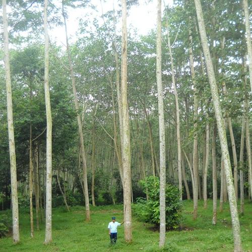 Bibit Bunga Benih Sengon Laut – 15 Gram