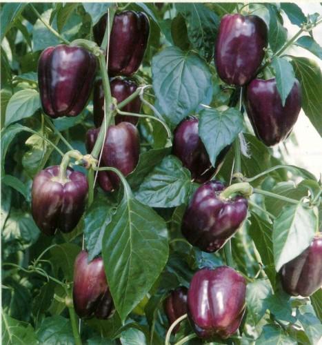 Amefurashi 10 Bibit Paprika Ungu Sweet Pepper Purple Beauty Seed Paprika Unik