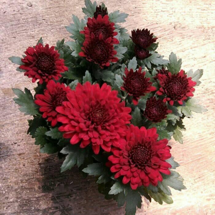Bibit Tanaman Hias Bunga Krisan Pot Merah Maroon