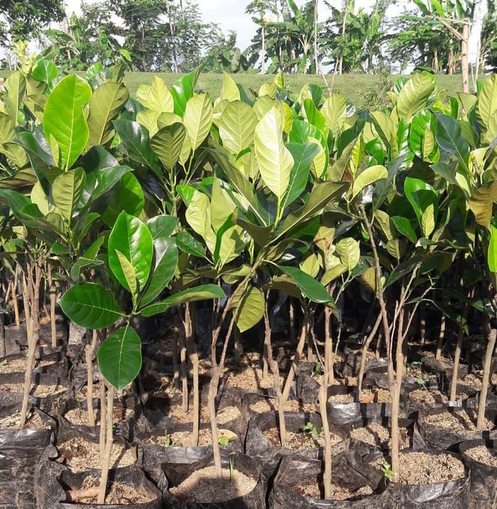 2 Bibit Nangka Madu Merah Malasyia Bibit Terbaik