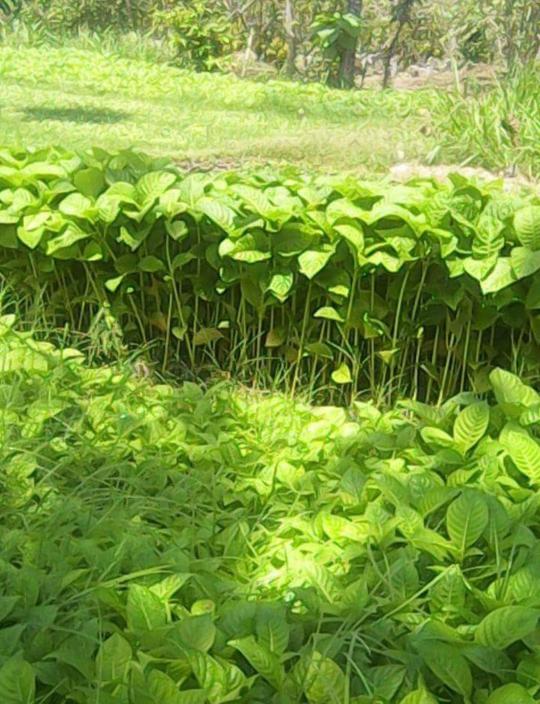 Promo 10 Bibit Kayu Tanaman Pohon Jabon Merah Semama Terbaik