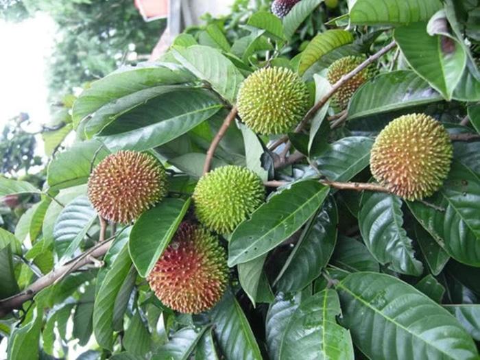 Bibit Rambutan Rapiah okulasi