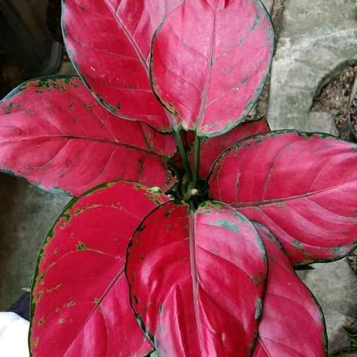 Featured image of post Bonggol Aglonema Red Anjamani Aglonema yang paling banyak diburu yang daunnya didominasi warna merah yakni suksom jaipong dan red anjamani