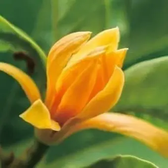 Bibit Tanaman Hias Bunga Cempaka Kuning Pohon Bunga Kantil Kuning