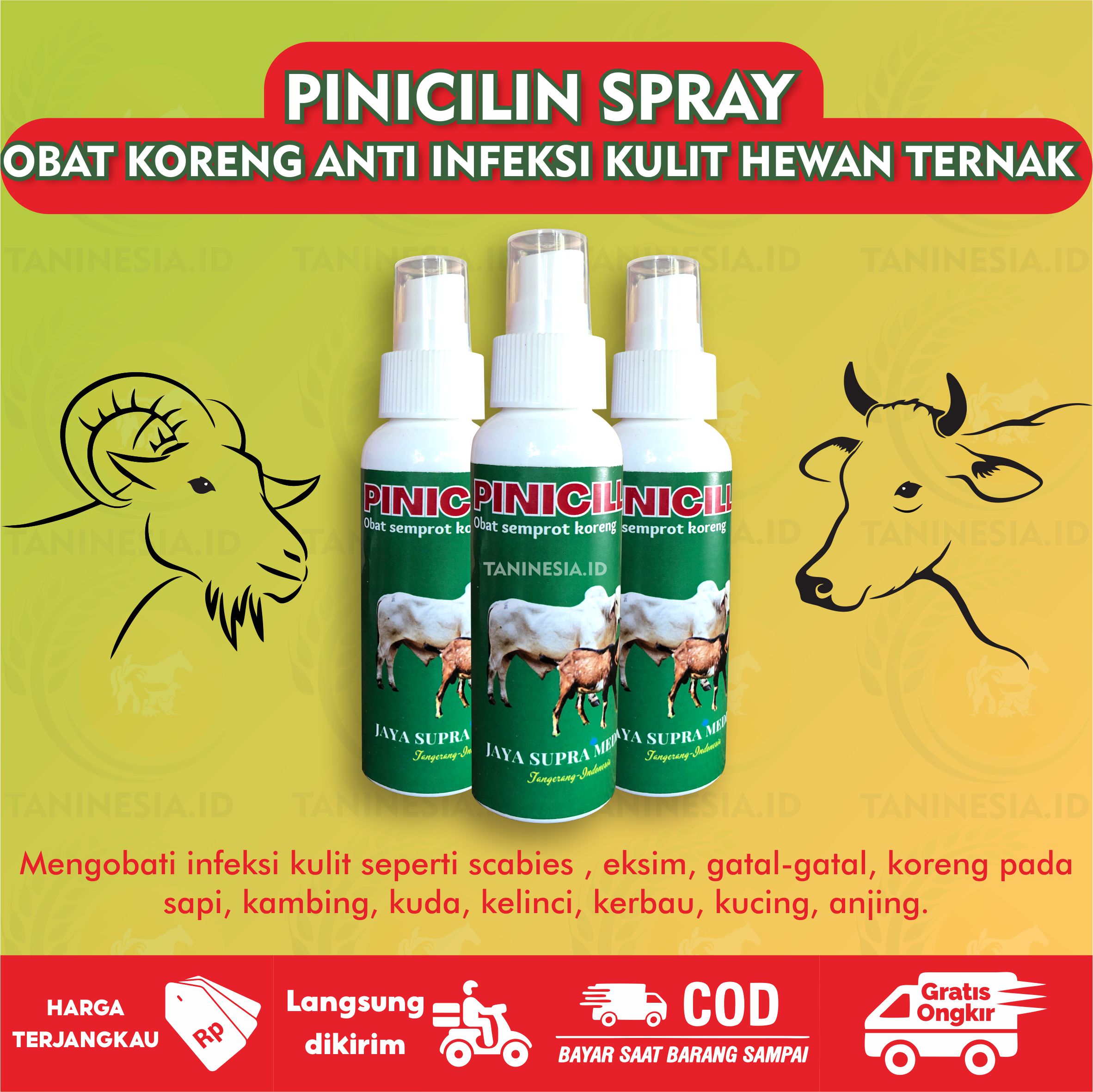 Pinicilin Obat Semprot Koreng Hewan Ternak Mengatasi Kudis Scabies