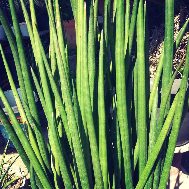 SANSEVIERIA PATULA NTB A SEKARJAGADJOGJA SANSIVERA LIDAH MERTUA DEKORASI  ANTI POLUSI RADIASI NIKOTIN Tanaman Hias Indoor Anti Polusi Tanaman Indoor  Hijau 20-40 Cm - Lazada | Lazada Indonesia