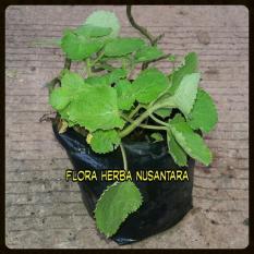 Jual Tanaman Daun Bangun-Bangun Memperbanyak Asi Bisa Pakai