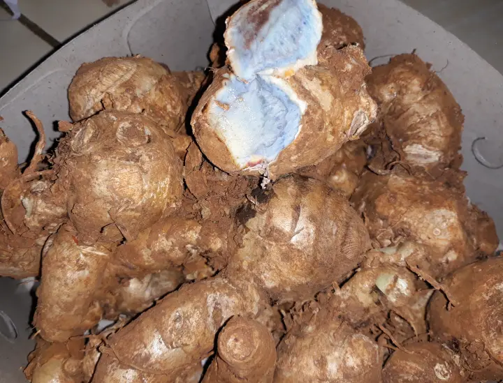 Temu Ireng Untuk Ayam Aduan