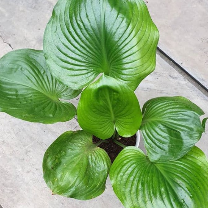 Tanaman Hias Caladium Ipomoea Tapak Kuda Keladi Tapak Kuda Lazada Indonesia