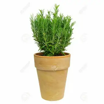 100+ Gambar Bunga Rosemary Terbaru 100+ Gambar Bunga Rosemary Terbaru