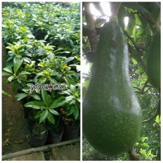Bibit Alpukat Miki