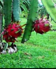 Bibit Buah Naga Merah Pilihan