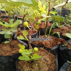 Bibit Buah Tin /Buah Ara Ungu