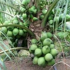 Bibit Kelapa Genjah Hibrida