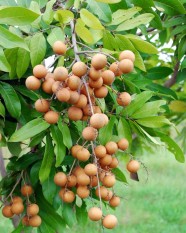 Bibit Kelengkeng Pingpong