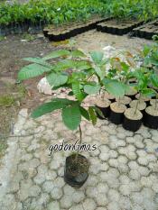 Bibit Matoa