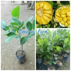 Bibit Nangka Mini Madu