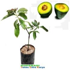 Bibit Okulasi Buah Alpukat Mentega - Siap Tanam