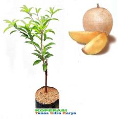 Bibit Okulasi Sawo Jumbo Vietnam