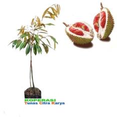 Bibit Okulasi Tanaman Durian Merah - Dubang Kaki 3