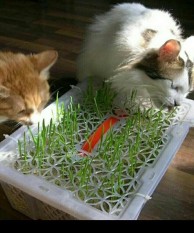 Bibit Rumput Kesukaan/ Makanan Kucing