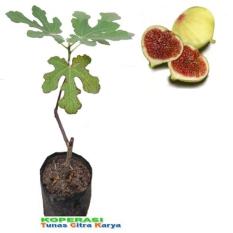 Bibit Tanaman Buah Tin Calymirna Super