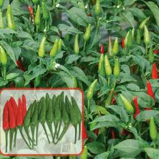 DISKON Benih Cabe SANTIKA F1 Cabai Rawit Hibrida Panah Merah SP- Kem