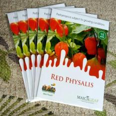 EKSKLUSIVE Benih Bibit Herb Buah CIPLUKAN MERAH RED PHYSALIS ORIGINAL