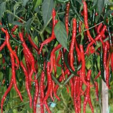EKSLUSIVE Benih Cabe Keriting MONCER F1 Hibrida Cap Panah Merah- Kem