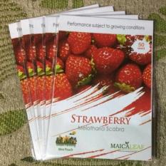 PROMO ORIGINAL Benih Bibit Strawberry Melotharia Scabra Maica Leaf