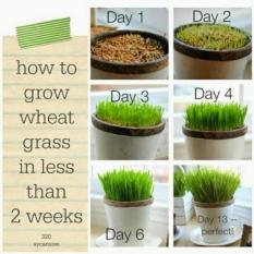PROMO~Wheatgrass seeds (biji rumput gandum) ORIGINAL