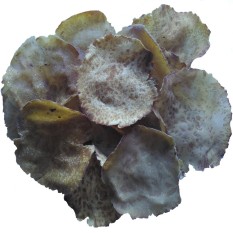 Rendang Padang Online - Kerupuk/Keripik Jengkol Asli Padang 1kg