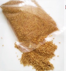 Wheatgrass Seed/Bibit Rumput Gandum