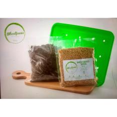 Wheatgrass Seed/Bibit Rumput Gandum