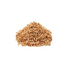 Wheatgrass seeds (biji rumput gandum) - 250 Gr