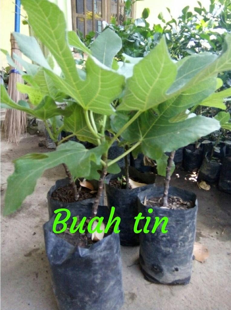 bibit buah tin green yordan