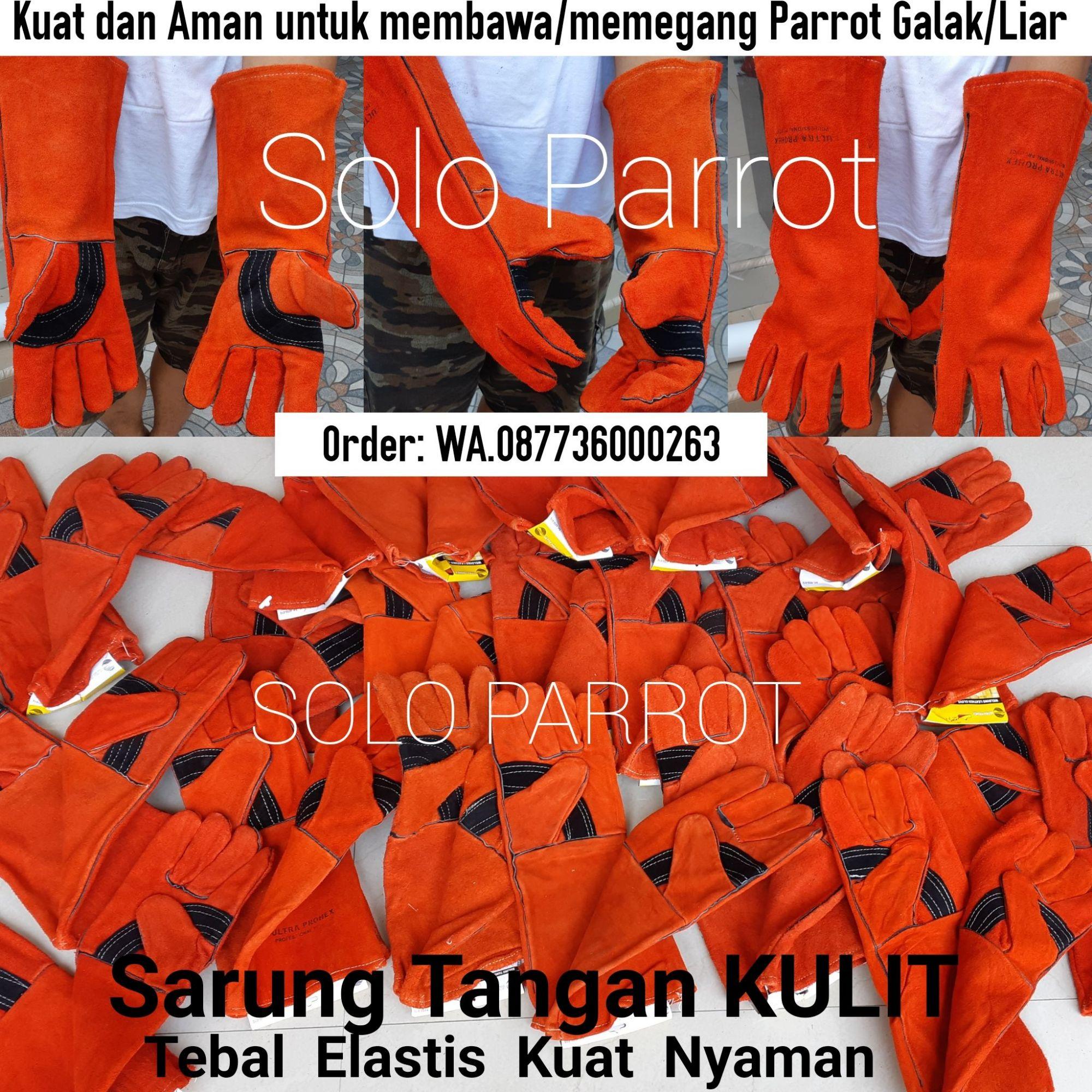 Sarung Tangan Buat Pegang Burung Parrot Lazada Indonesia