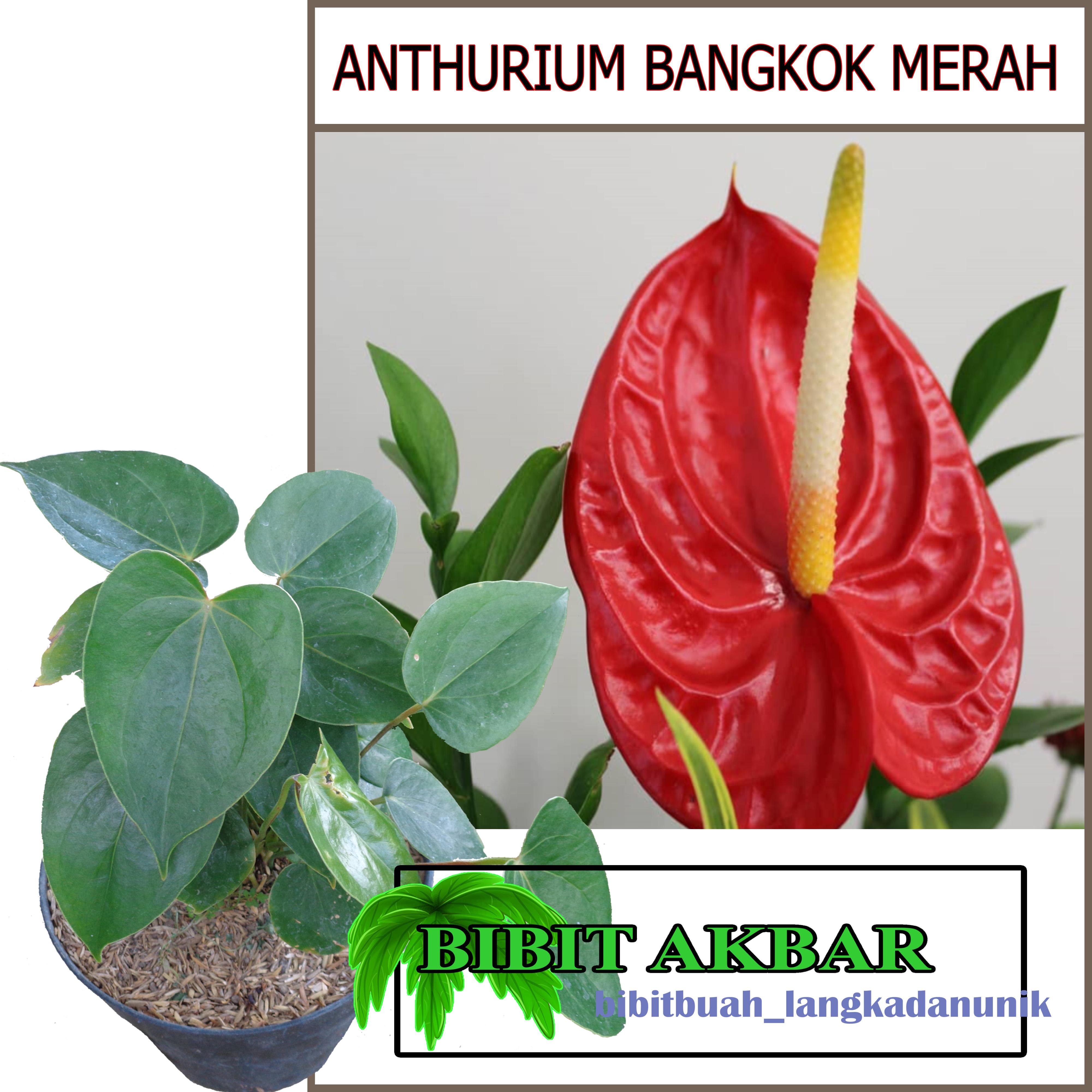 bronze heartleaf philodendron Philodendron Corsinianum / 'Bronze Shield'  Tropical Houseplant