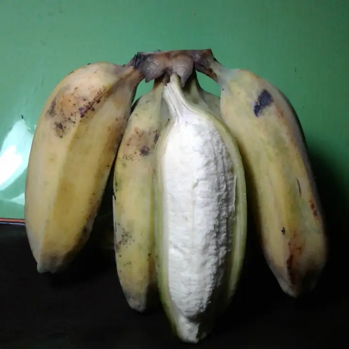 Pakan Burung Kicau Pisang Kepok Putih Lazada Indonesia