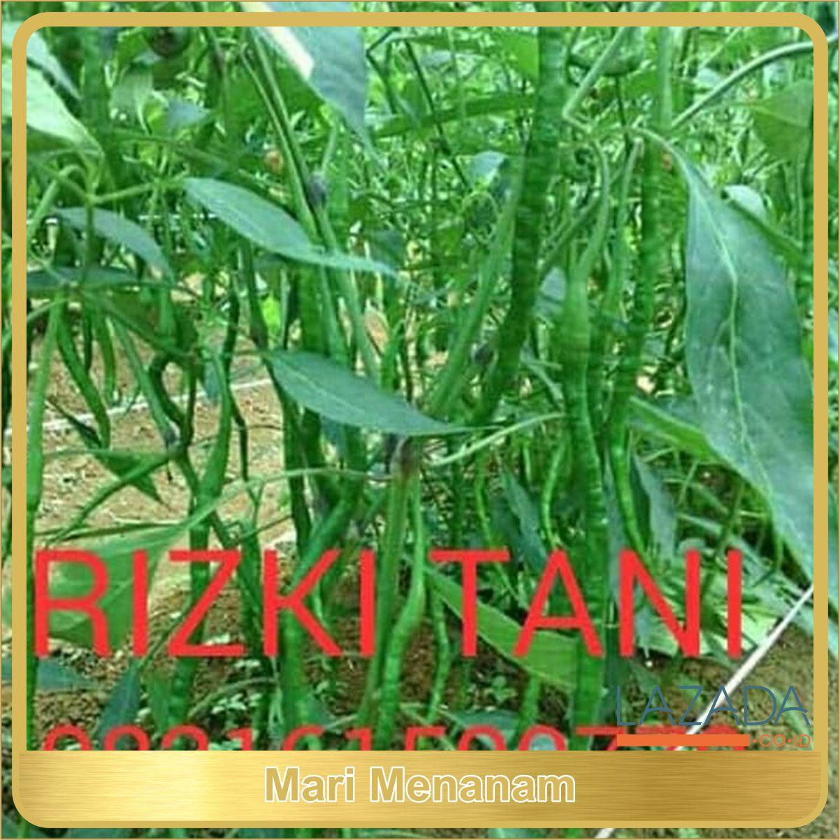BIBIT CABE KOPAY TERLARIS DI LAZADA
