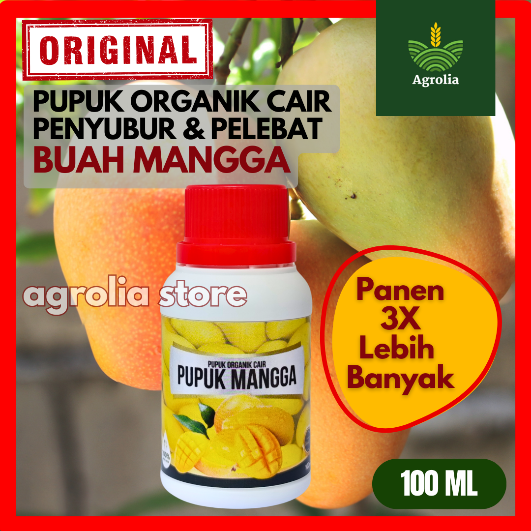 Pupuk Buah Mangga Super Lebat Pupuk Mangga Biar Cepat Berbuah Pupuk